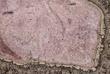 Polished, Cretaceous, Oncolite Stromatolite Fossil - Mexico #231388-1